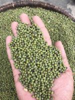 Good Quality High Grade Dried Style Delicious Green Mung Bean For Selling