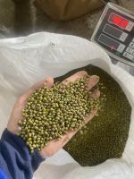 Wholesale Machine Clean Naturally Dried Green Mung Beans High Standard Bulk For Exporting