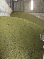 Organic green mung beans 100% natural high grade vigna beans for sprouting from Uzbekistan manufacturer