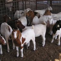 100% Full Blood Boer Goats Available At low Price With Other Farm Products