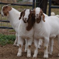 Matured Sized Boer Goat for Sale