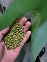 Green Mung Bean (100% Natural Best Quality Product of Thailand)