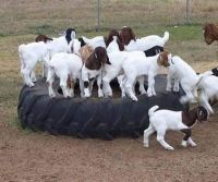 100% Full Blood Boer Goats Available At low Price With Other Farm Products