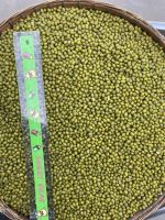 Wholesale Premium Grade Legumes Bean Dried Green Mung Beans