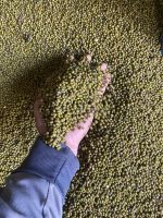Green Mung Bean latest crop supply different size mung beans