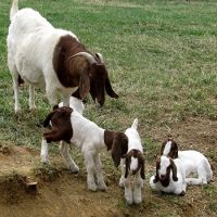 High Quality Live Stock Boer Goat Available For Sale At Low Price