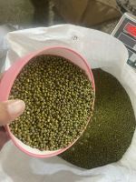 Machine Cleaned Premium Grade Green Mung Beans from Ethiopian Exporter