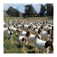 100% Full Blood Live Boer Goats / 100% Pure blood Mature Boar Goat