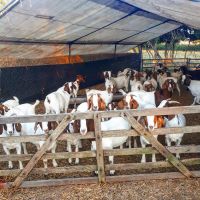 100% Full Blood Boer Goats for Sale.