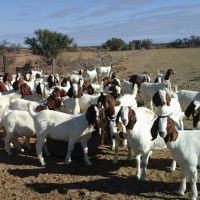 Best Price Live Stock Boer Goat Bulk Stock Available