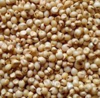 https://www.tradekey.com/product_view/Grain-Sorghum-10070645.html