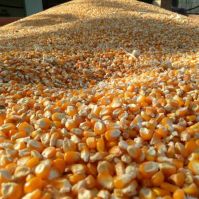 GRADE 1 Non GMO White and Yellow Corn/Maize