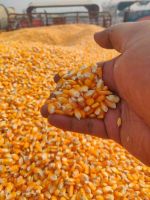 Dried Grade 2 Yellow Maize/Corn, Non-GMO, Fit for Human Consumption and Animal Feed