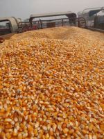 Cheap Non GMO White and Yellow Corn/Maize for sale