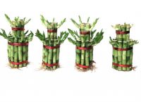 Dracaena Sanderiana Tower Shape Lucky Bamboo