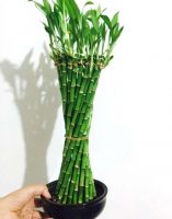 Dracaena Sanderiana Braid Shape Lucky Bamboo