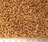 Fine Quality Soft Wheat Grain