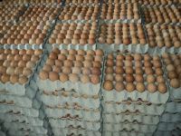 Fresh Table Eggs 