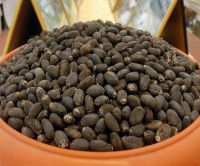 Jatropha seed and oil