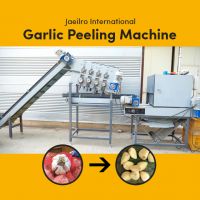 Automated Dry Garlic Peeling Machine - Economy System (With Root)