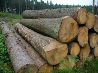 Logs of woods (timber)