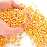 Yellow Corn / Maize & White Corn / Maize for Human & Animal Feed 