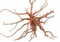 Aquarium aquascape Roots Spiderwood decoration also for terrarium, reptiles, vivarium