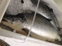 Salmon Fish, Atlantic Mackerel, Salmon Fillet,