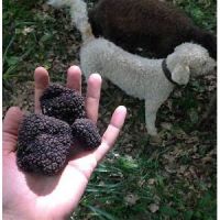 Fresh Bulgarian Summer Black Truffles