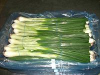 Fresh Spring Onion