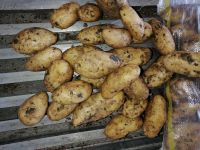 Fresh Potato ( Spunta )