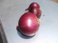 Fresh Red Onion (new crop 2020)