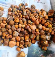 Natural Quality Ox Gallstones for sale