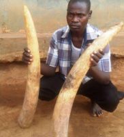 QUALITY OX COW AND BUFFALO HORNS FOR SALE