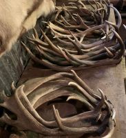 Red Deer Antlers