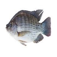 Tilapia Fish for Sale 7 Kg Bulk Packaging with 2 Years Shelf Life FROZEN SEA Bass IQF Frozen with ISO Certification in Block