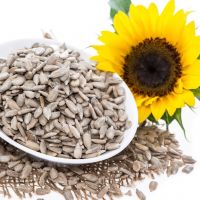 Sunflower Seed Kernels Supplier Long Shape