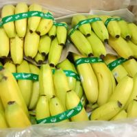 BANANA Cavendish Banana Green 10 Kg Premium Grade with ISO / SGS Certification Fresh 100% Maturity COMMON Cultivation from ZA