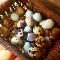 Eggs Quail 50 Size (gms) with 12 Months Shelf Life Table Egg with ISO