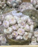 Fresh Organic White Garlic 10kg / Carton