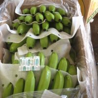 Banana Green 10 Kg Premium Grade with ISO / SGS Certification