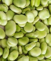 Broad Beans