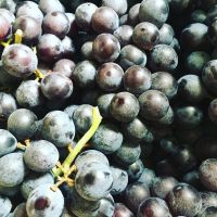 Fresh Concord Grapes