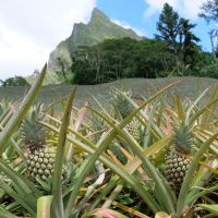 FRESH PINEAPPLES