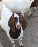 Blood Boer Goats