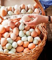 Fresh Eggs for sale