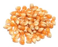 High germination high quality popcorn seeds for sale