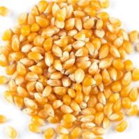 Popcorn seeds for sale