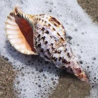 Trumpet Triton Shell / Supplier seashell for sale