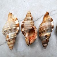 Many sizes Trumpet Triton seashell for sale